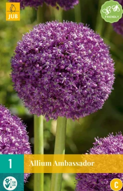 1 allium ambassador|ohgreen Online