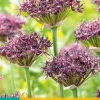 5 allium atropurpureum|ohgreen