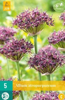 5 allium atropurpureum|ohgreen