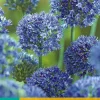 15 allium caeruleum|ohgreen New
