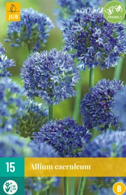 15 allium caeruleum|ohgreen New
