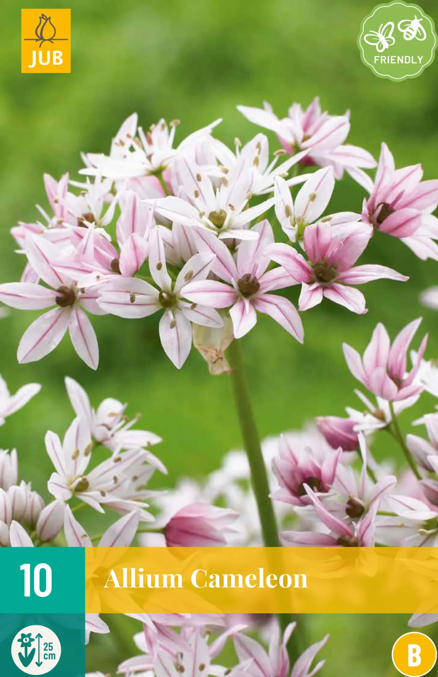 10 allium cameleon|ohgreen Hot