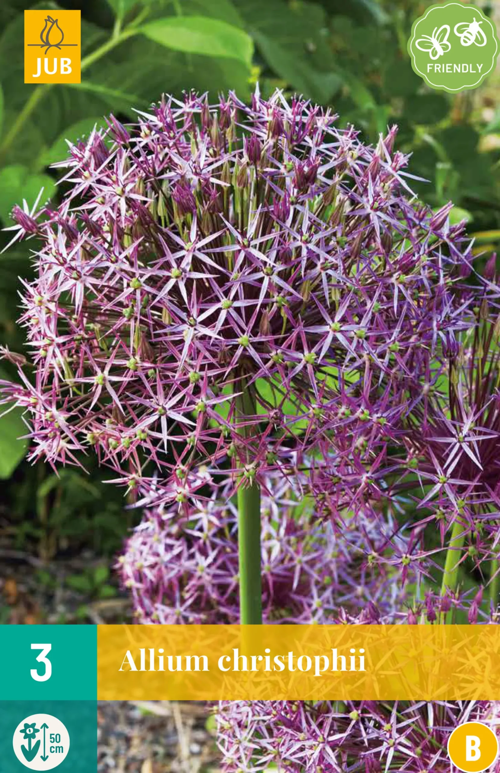 3 allium christophii|ohgreen