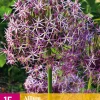 15 allium christophii|ohgreen Clearance