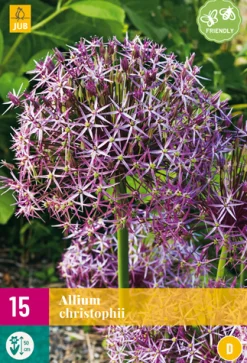 15 allium christophii|ohgreen Clearance