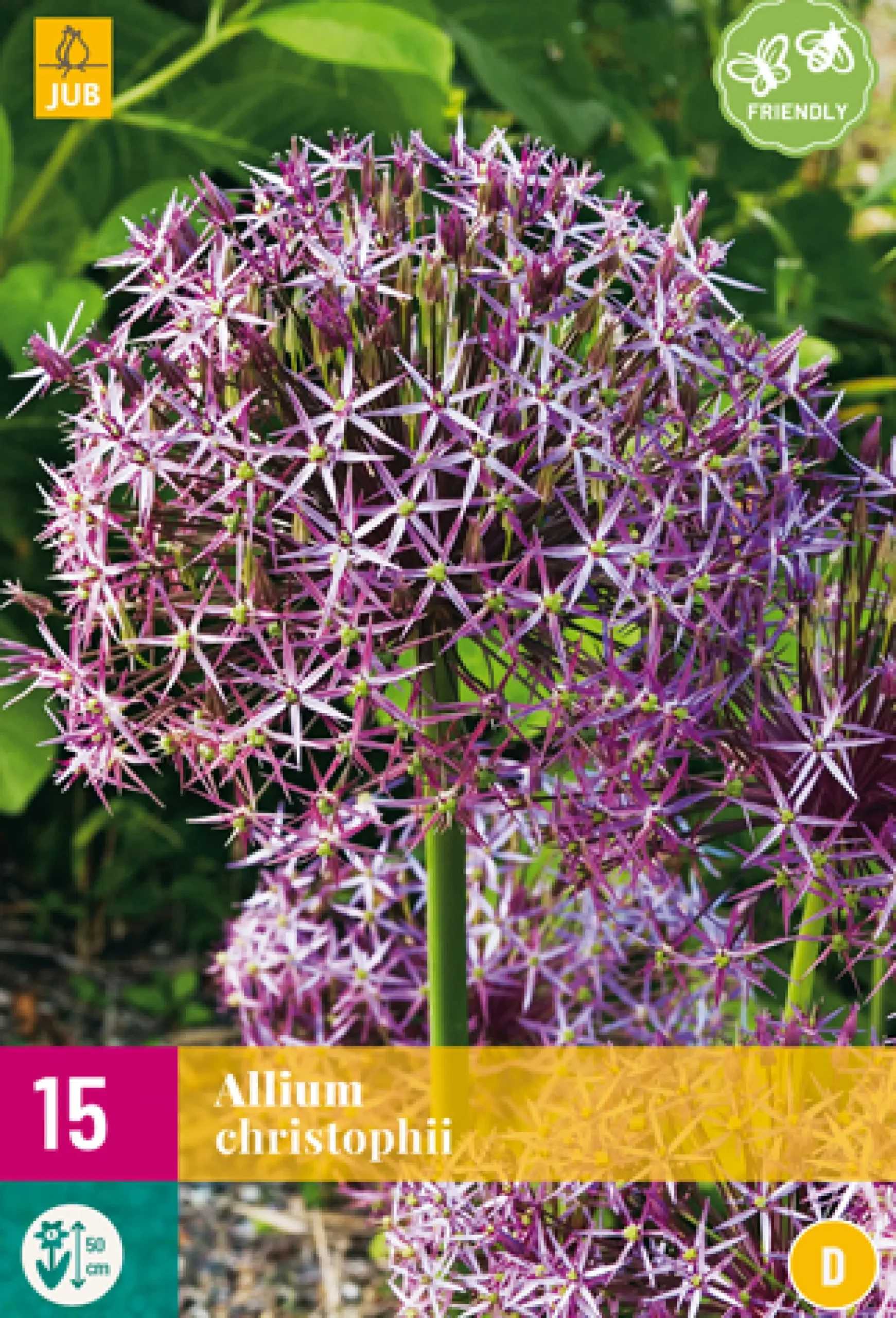 15 allium christophii|ohgreen Clearance