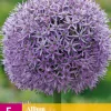 5 allium gladiator|ohgreen New