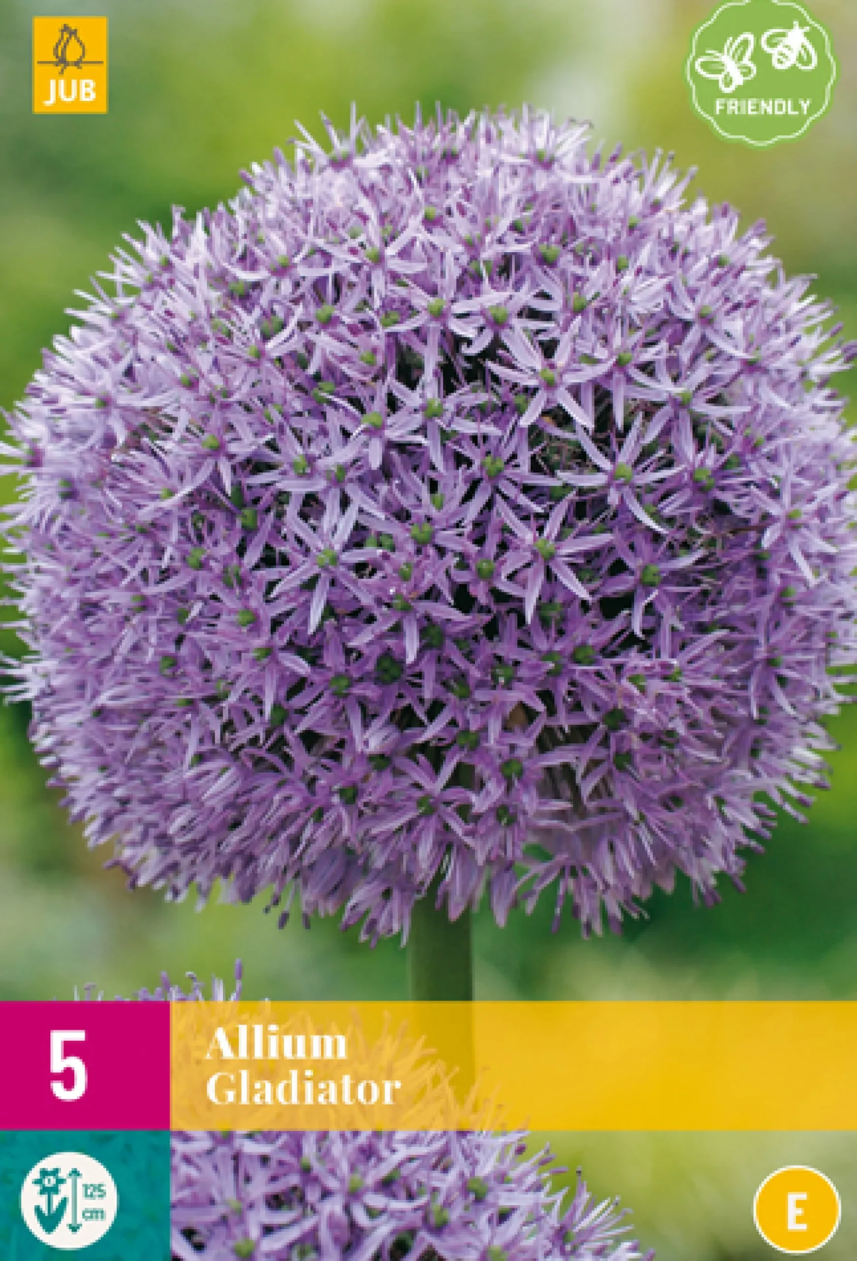 5 allium gladiator|ohgreen New