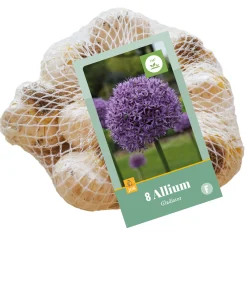 8 allium gladiator|ohgreen Best