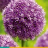 1 allium globemaster|ohgreen Discount