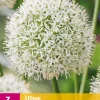 3 allium mount everest|ohgreen Discount