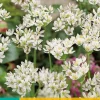 25 allium neapolitanum|ohgreen Hot