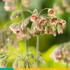 5 allium (nectaroscodum) siculum|ohgreen Best
