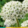 5 allium nigrum|ohgreen Outlet