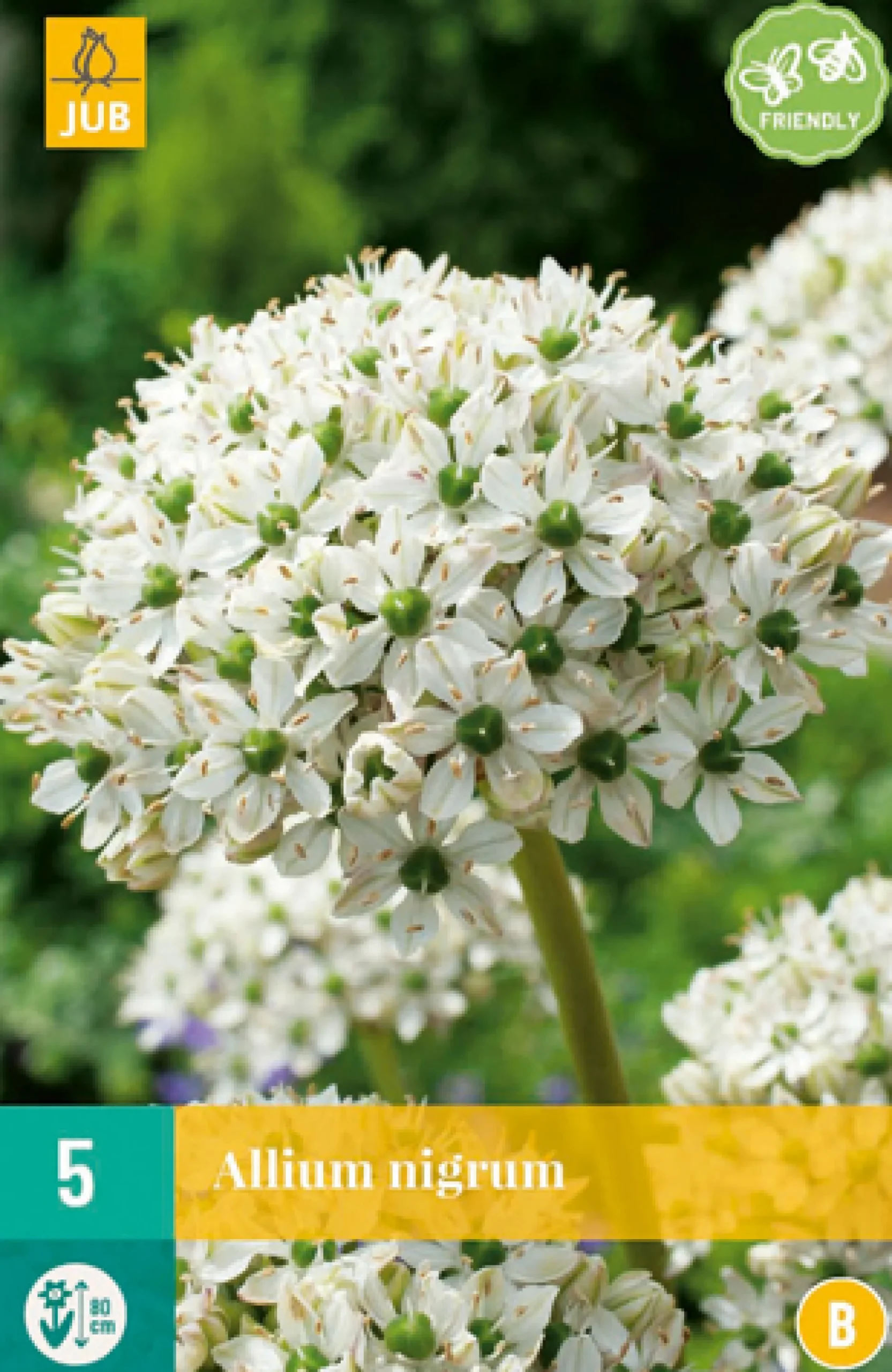 5 allium nigrum|ohgreen Outlet