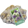 40 allium paars-wit|ohgreen Sale
