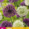15 allium paars-wit mix|ohgreen New