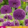 15 allium purple sensation|ohgreen Best