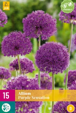 15 allium purple sensation|ohgreen Best