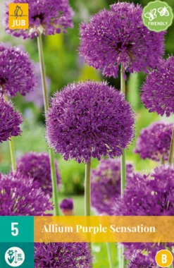 5 allium purple sensation|ohgreen Online