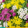 25 allium species mix|ohgreen Clearance