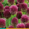 25 allium sphaerocephalon|ohgreen Best