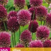100 allium sphaerocephalon|ohgreen Online
