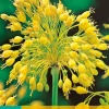 7 allium yellow fantasy|ohgreen Outlet