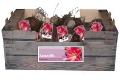 1 amaryllis roze|ohgreen Outlet