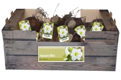 1 amaryllis wit|ohgreen Hot