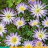 15 anemone bl. charmer|ohgreen Discount