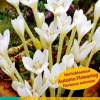 1 bloembol colchicum autumnale album|ohgreen Discount
