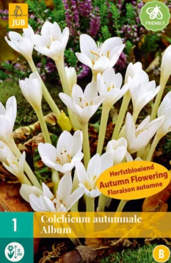 1 bloembol colchicum autumnale album|ohgreen Discount