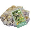 40 bloembollen allium siculum|ohgreen Outlet