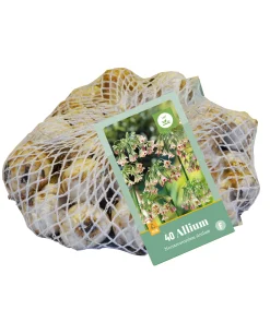40 bloembollen allium siculum|ohgreen Outlet