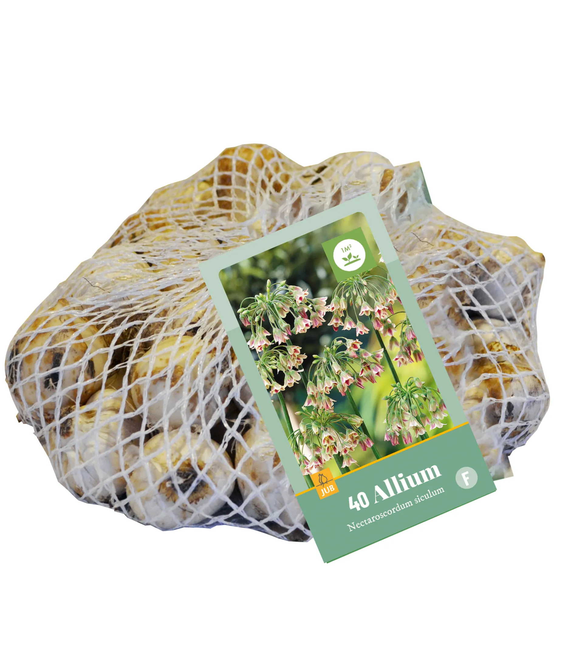 40 bloembollen allium siculum|ohgreen Outlet