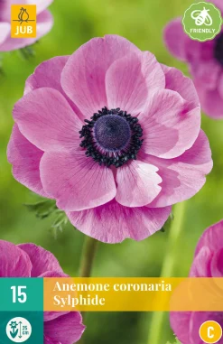 15 bloembollen anemone coronaria sylphide|ohgreen Outlet