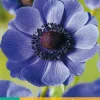 15 bloembollen anemone coronaria mr. fokker|ohgreen Best