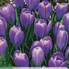 10 bloembollen crocus blue ocean|ohgreen New