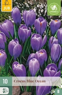 10 bloembollen crocus blue ocean|ohgreen New