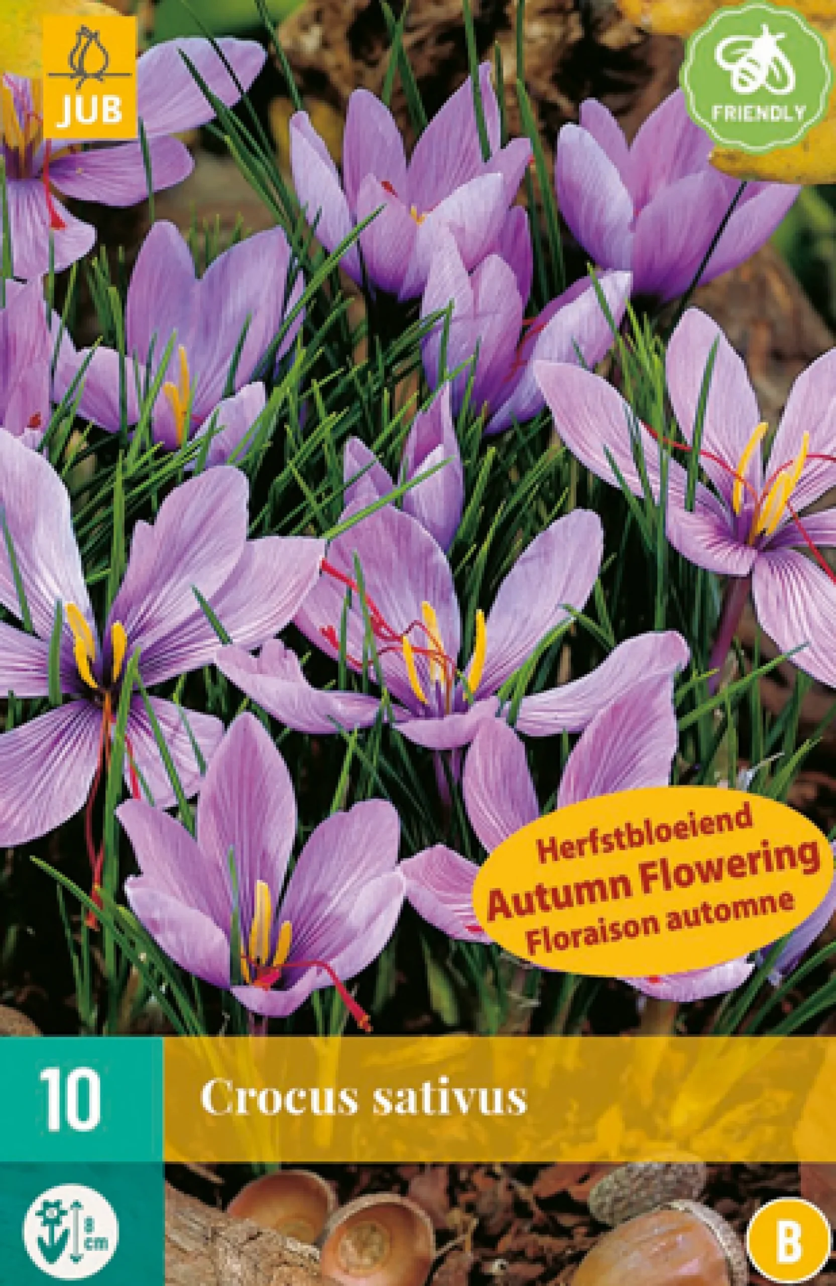 10 bloembollen crocus sativus|ohgreen Clearance