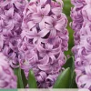 5 bloembollen hyacinthus purple voice|ohgreen Online