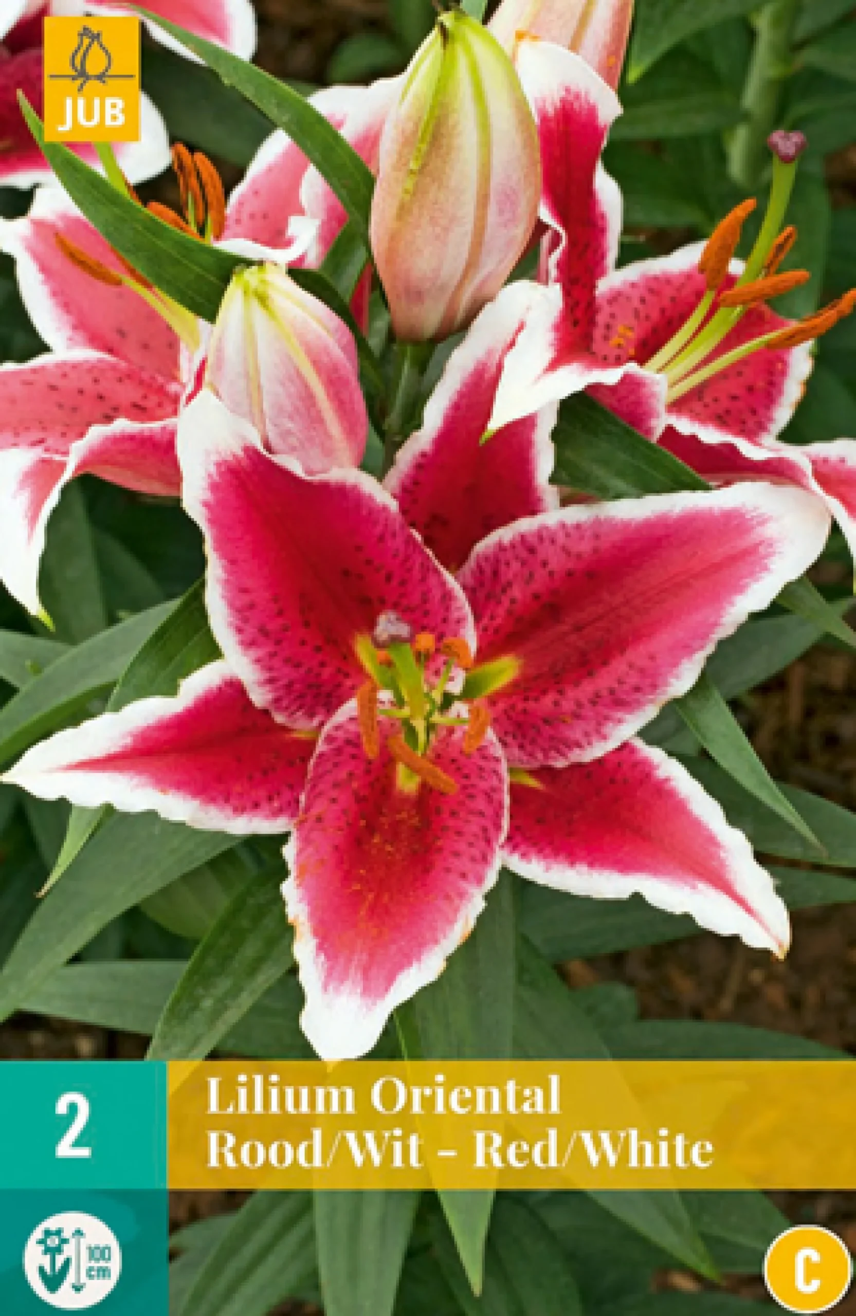 2 bloembollen lilium oriental rood-wit|ohgreen New