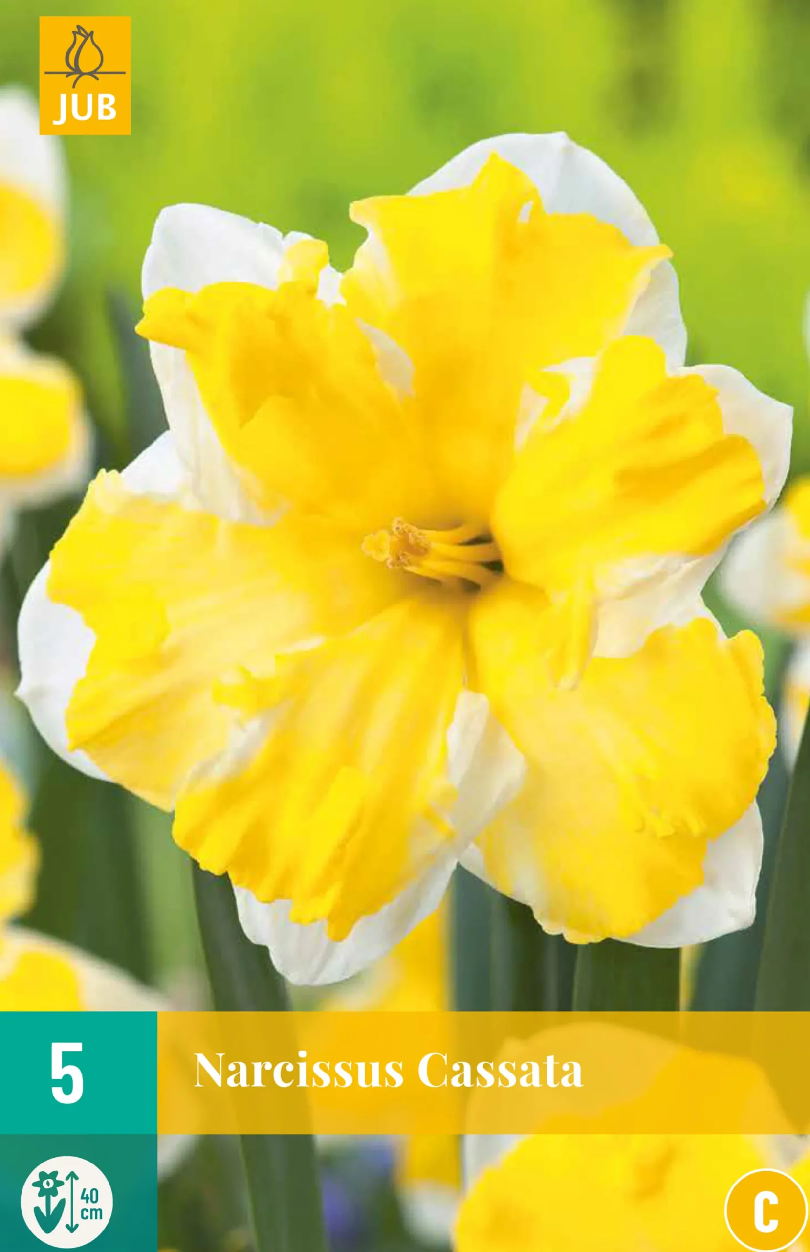 5 bloembollen narcissus cassata|ohgreen Discount