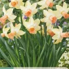 5 bloembollen narcissus carice|ohgreen Sale