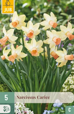 5 bloembollen narcissus carice|ohgreen Sale