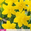 10 bloembollen narcissus golden ducat|ohgreen Sale