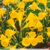 5 bloembollen narcissus golden bells|ohgreen Discount