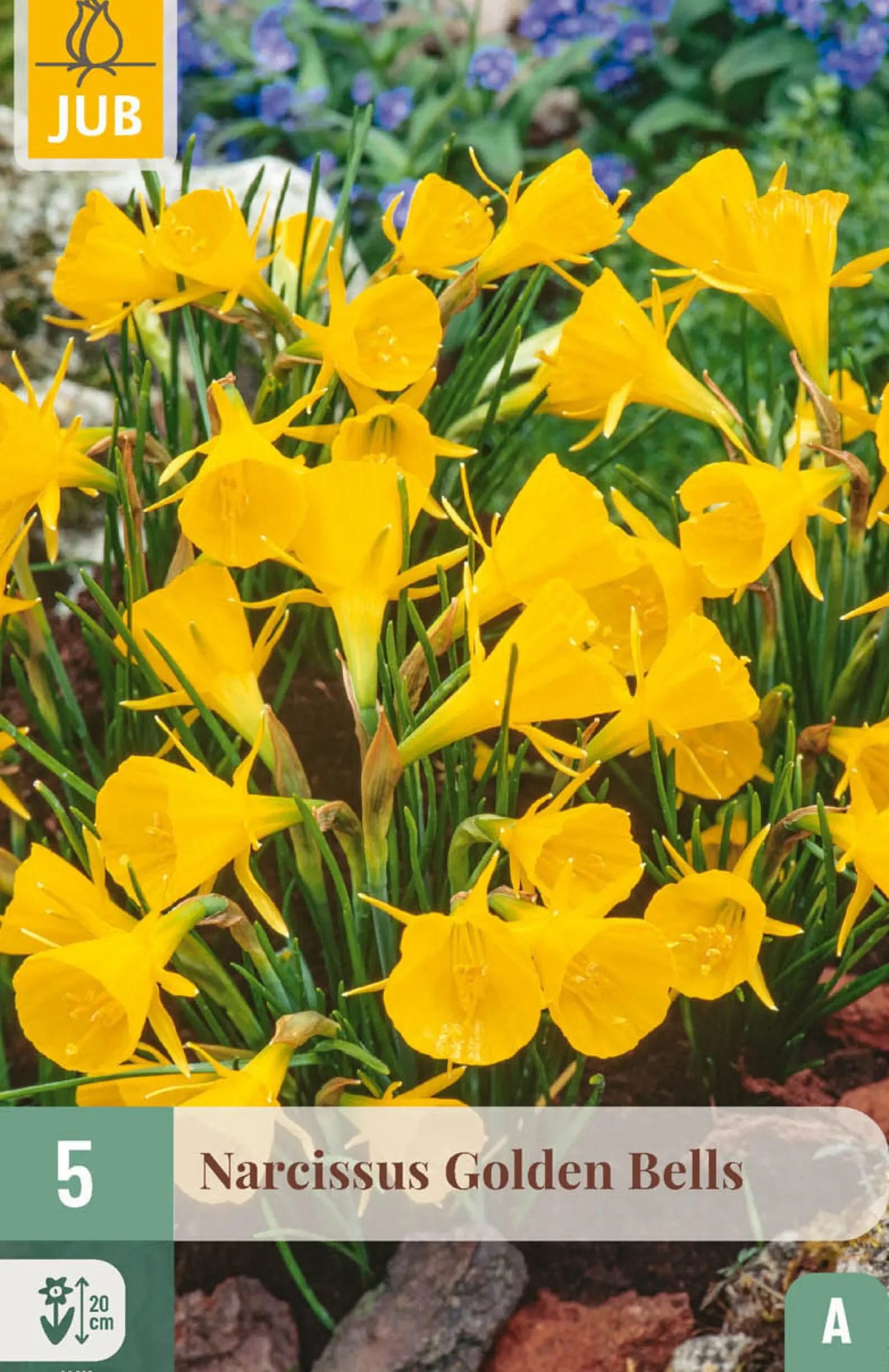 5 bloembollen narcissus golden bells|ohgreen Discount