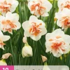 10 bloembollen narcissus replete|ohgreen Best
